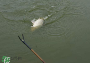 驚蟄過(guò)后好釣魚嗎？驚蟄后陰雨天好釣魚嗎？