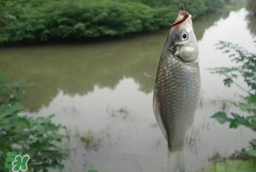 春分節(jié)氣好釣魚嗎？春分釣魚技巧