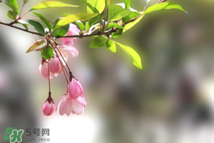 春分開什么花？春分什么花開？