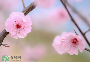 春分開什么花？春分什么花開？