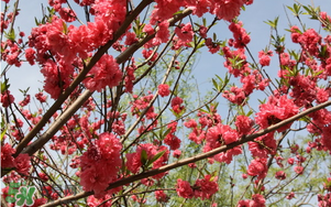 春分開什么花？春分什么花開？