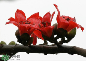 春分會下雨嗎？春分節(jié)氣下雨好還是不好？