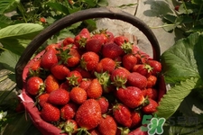 家里可以種草莓嗎？陽(yáng)臺(tái)上可以種草莓嗎？