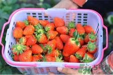 家里可以種草莓嗎？陽(yáng)臺(tái)上可以種草莓嗎？