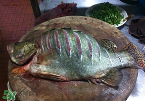三月份吃什么魚？3月份吃什么魚好？