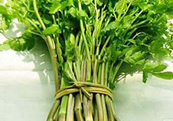 孕婦可以吃野芹菜嗎？孕婦吃野芹菜有什么好處？