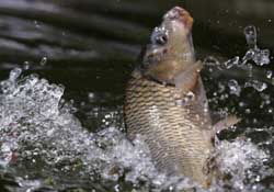 驚蟄過后好釣魚嗎？驚蟄后陰雨天好釣魚嗎？