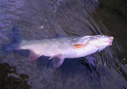 3月份釣魚用什么餌料？三月份釣魚用什么魚餌？