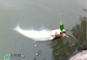 ?3月份可以釣翹嘴嗎？翹嘴幾月份好釣？