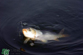 3月份釣魚用什么餌料？三月份釣魚用什么魚餌？