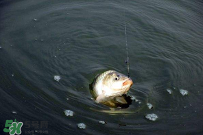3月份釣魚用什么餌料？三月份釣魚用什么魚餌？