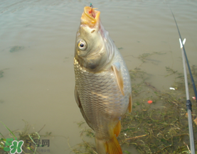 三月份釣鯉魚好釣嗎？3月份釣鯉魚用什么好？