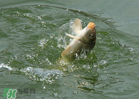三月份釣鯉魚好釣嗎？3月份釣鯉魚用什么好？