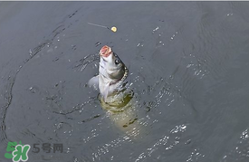 三月份釣鯉魚好釣嗎？3月份釣鯉魚用什么好？