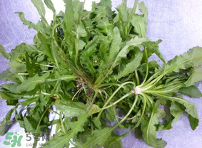 薺菜葉子黃了能吃嗎？薺菜發(fā)黃能吃嗎？