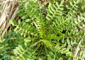 野生薺菜長什么樣？野生薺菜怎么識別？