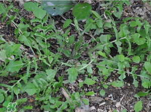 野生薺菜長什么樣？野生薺菜怎么識別？
