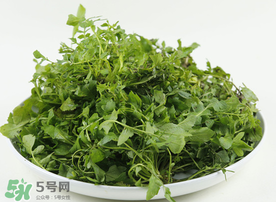 薺菜多少錢一斤？野生薺菜多少錢一斤？