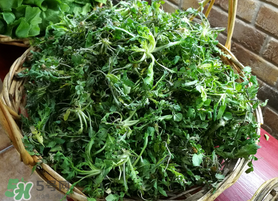 腎結(jié)石能吃薺菜嗎？腎結(jié)石可以吃薺菜嗎？