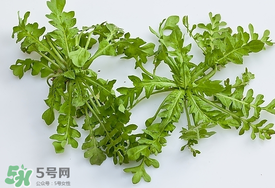 薺菜有蟲子嗎？薺菜根有蟲子嗎？