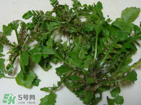 薺菜有蟲子嗎？薺菜根有蟲子嗎？