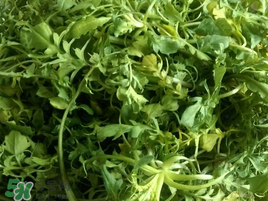 薺菜怎么保存？薺菜可以曬干存放嗎？