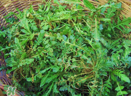 薺菜怎么保存？薺菜可以曬干存放嗎？