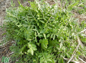薺菜什么季節(jié)有？薺菜什么時候上市？