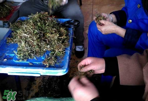 薺菜什么季節(jié)有？薺菜什么時候上市？