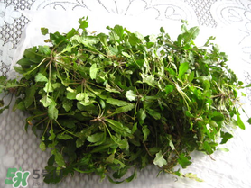 薺菜什么時候播種？薺菜什么時候挖？