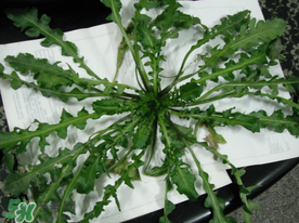 薺菜什么時候播種？薺菜什么時候挖？