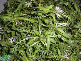 薺菜什么時候播種？薺菜什么時候挖？