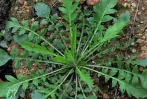哺乳期能吃薺菜嗎？哺乳期吃薺菜會(huì)回奶嗎？