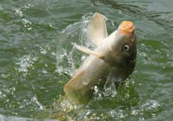 3月份釣什么魚？3月份怎么釣魚？