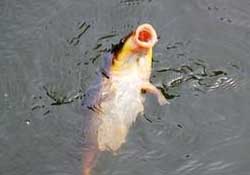 三月份釣鯉魚好釣嗎？3月份釣鯉魚用什么好？