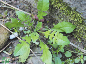 薺菜是什么菜？薺菜是什么野菜？