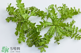 薺菜是什么菜？薺菜是什么野菜？