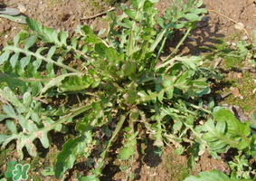 薺菜是什么菜？薺菜是什么野菜？
