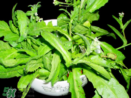 薺菜能和青菜一起吃嗎？薺菜和青菜一起吃好嗎？