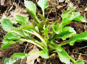 蒲公英和薺菜的能同食嗎？薺菜和蒲公英的區(qū)別