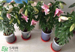 3月份可以種百合花嗎？百合幾月種植？