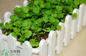 三月份可以種香菜嗎？香菜幾月份播種？