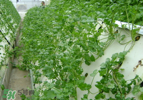 三月份可以種香菜嗎？香菜幾月份播種？