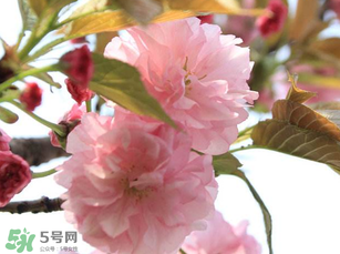 四月份還有櫻花嗎？四月份哪里有櫻花？