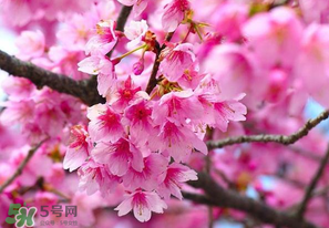四月份還有櫻花嗎？四月份哪里有櫻花？