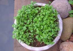 三月份可以種香菜嗎？香菜幾月份播種？