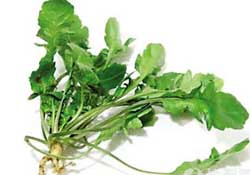 薺菜是什么菜？薺菜是什么野菜？