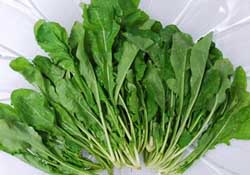 薺菜能和青菜一起吃嗎？薺菜和青菜一起吃好嗎？