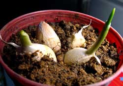3月份可以種大蒜嗎？三月份種什么農(nóng)作物？