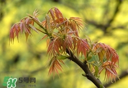 什么東西清火效果好？什么東西清火最快？